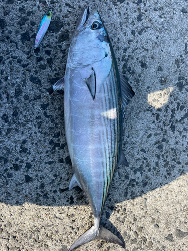 ハガツオの釣果