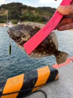 ソゲの釣果