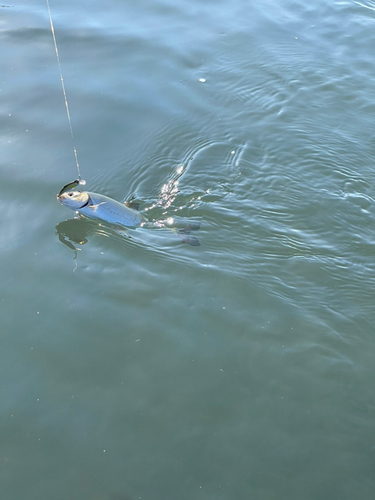 ウグイの釣果