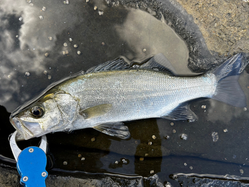 セイゴ（ヒラスズキ）の釣果