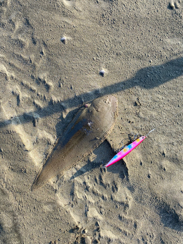 シタビラメの釣果