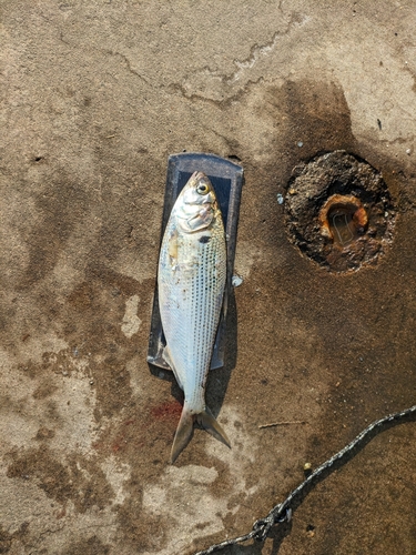 コノシロの釣果