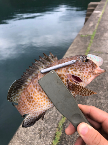 オオモンハタの釣果