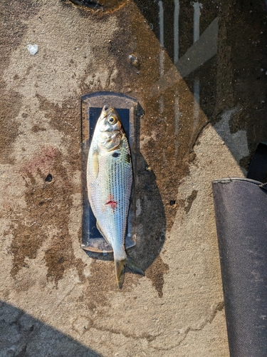 コノシロの釣果