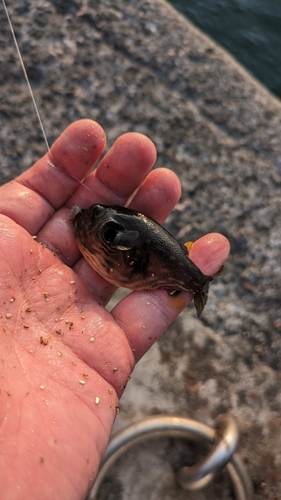 サザナミフグの釣果