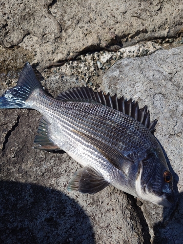 チヌの釣果