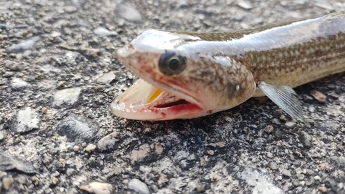 エソの釣果