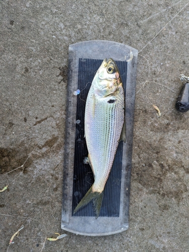 コノシロの釣果