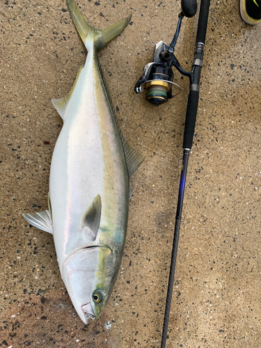 ブリの釣果