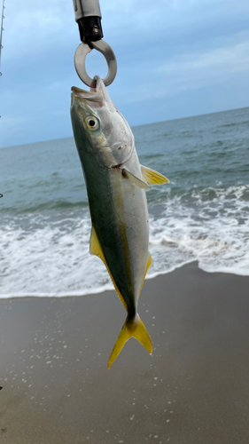 イナダの釣果