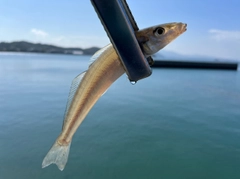 キスの釣果