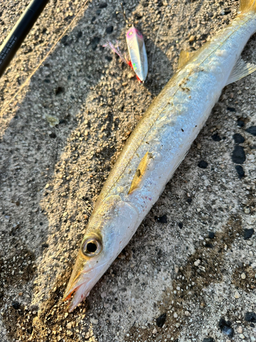 カマスの釣果