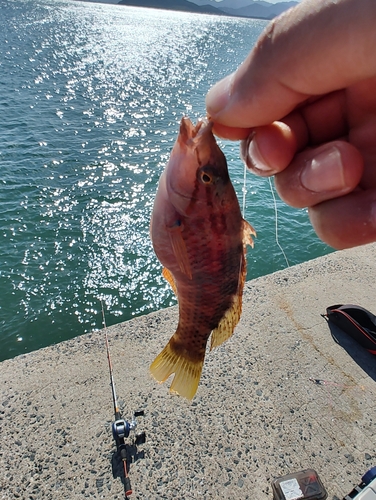 アカササノハベラの釣果