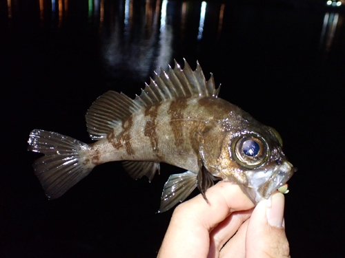 シロメバルの釣果