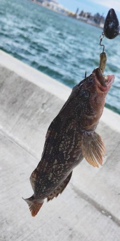 アイナメの釣果