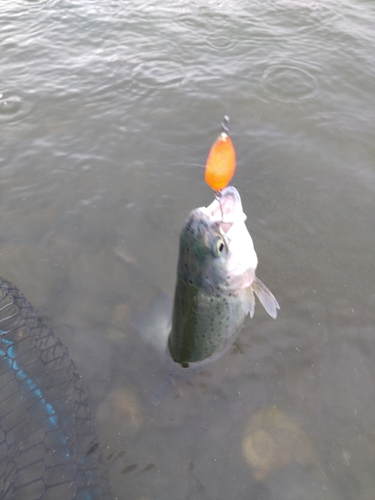 ニジマスの釣果