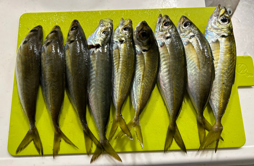 アジの釣果