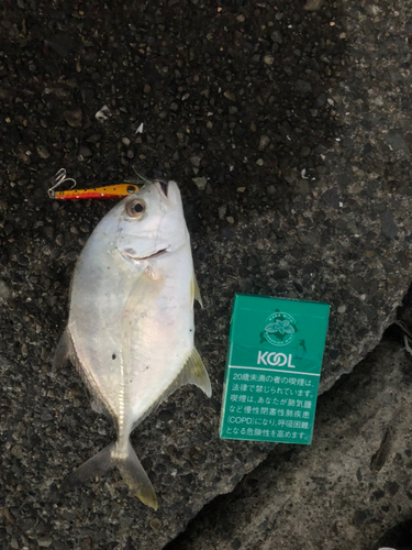 メッキの釣果