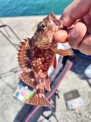 カサゴの釣果