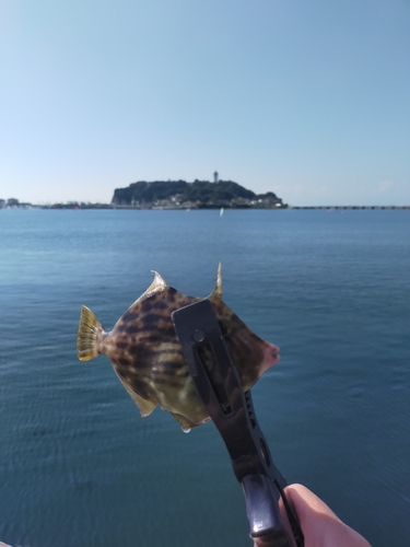 カワハギの釣果