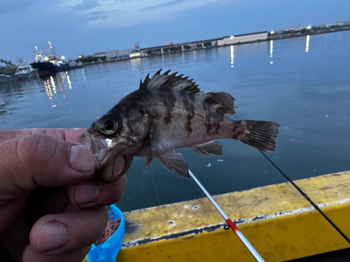 シロメバルの釣果