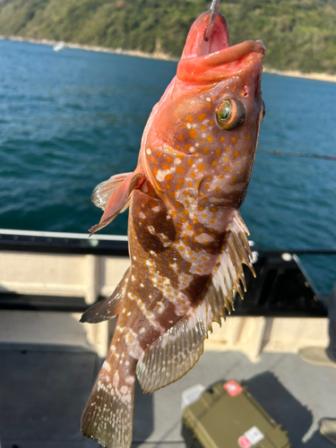 キジハタの釣果