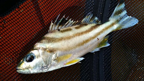 コトヒキの釣果