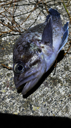 マゾイの釣果