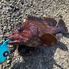 ノミノクチの釣果