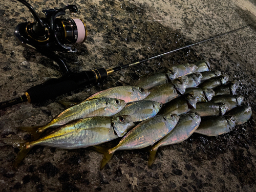 アジの釣果