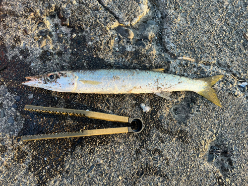 カマスの釣果