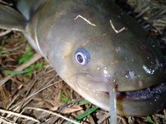 ナマズの釣果