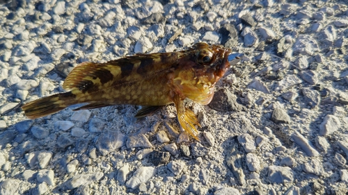 メバルの釣果