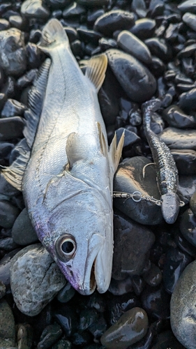 ニベの釣果