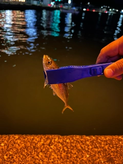 マアジの釣果