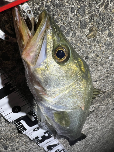 セイゴ（マルスズキ）の釣果