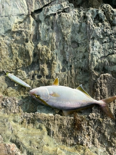 ネイリの釣果