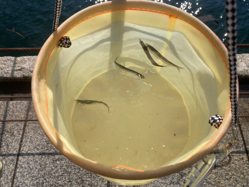 カタクチイワシの釣果