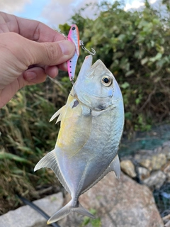 メッキの釣果