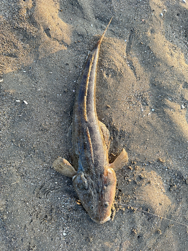 マゴチの釣果