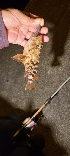 カサゴの釣果