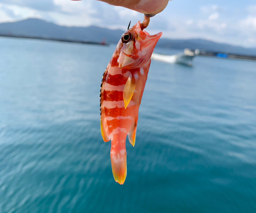 アカハタの釣果