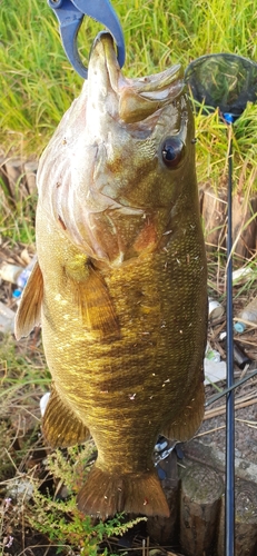 スモールマウスバスの釣果