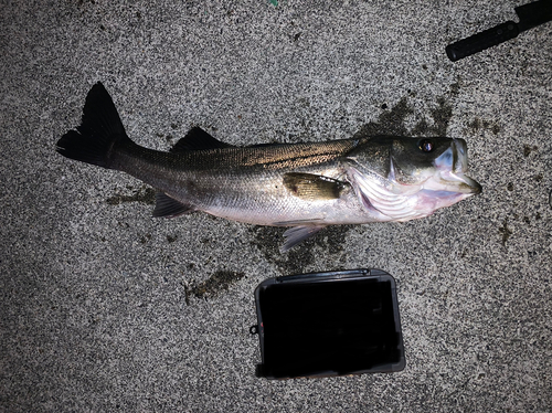 シーバスの釣果