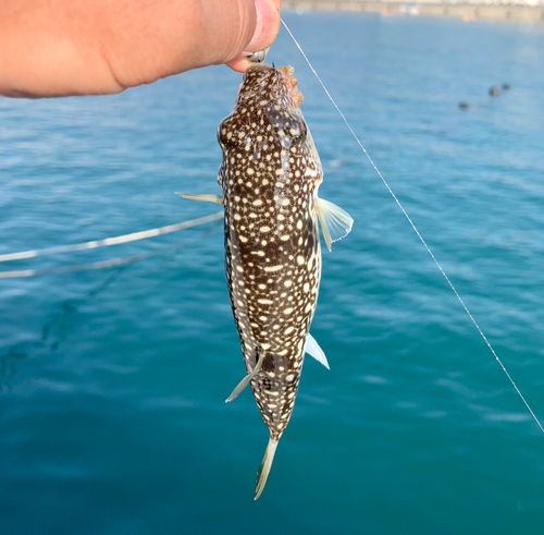 フグの釣果