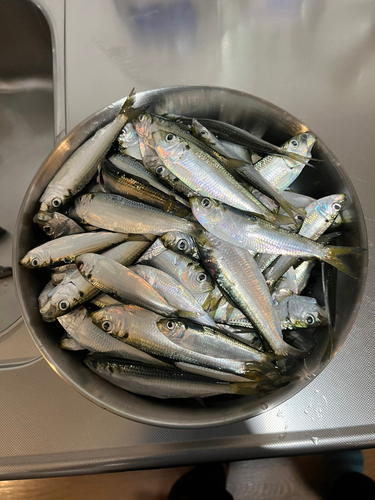 サッパの釣果