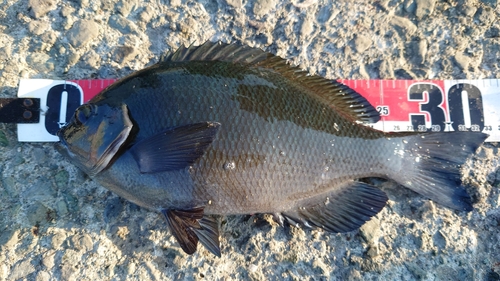 クチブトグレの釣果