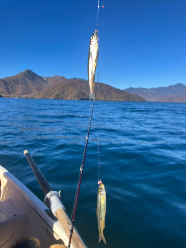 ワカサギの釣果