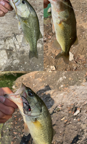 ブラックバスの釣果