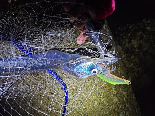 タチウオの釣果